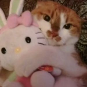 Meet your Posher, Koroe